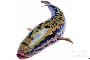 国产乌鱼喂养注意事项视频,视频详解关键注意事项 第1张 国产乌鱼喂养注意事项视频,视频详解关键注意事项 第1张