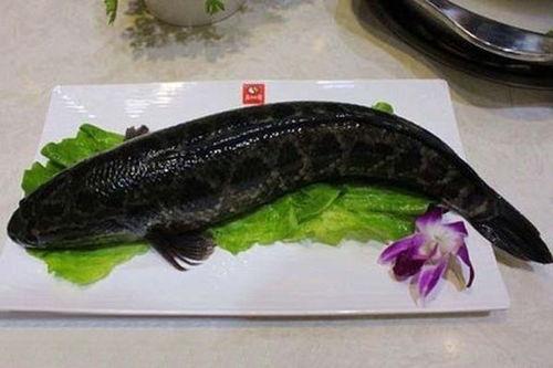 国产乌鱼喂养注意事项视频,视频详解关键注意事项 第3张 国产乌鱼喂养注意事项视频,视频详解关键注意事项 第3张