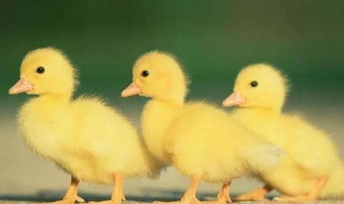 赶鸭子视频动画片国产,赶鸭子动画片的文化传承与创新 第3张 赶鸭子视频动画片国产,赶鸭子动画片的文化传承与创新 第3张